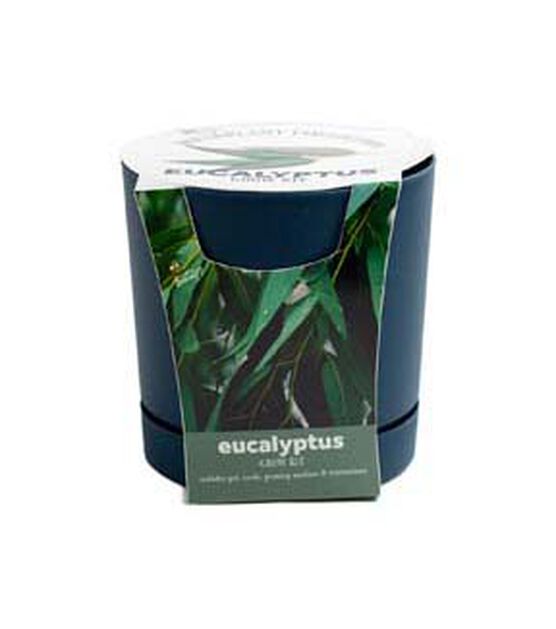 5" Spring Eucalyptus Plant Grow Kit in Pot by Place & Time
