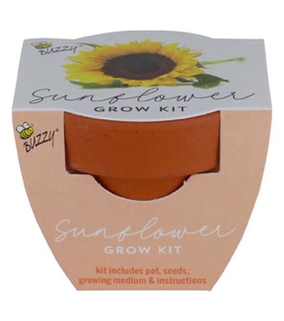 Buzzy Spring Sunflower Mini Grow Kit in Terracotta Pot