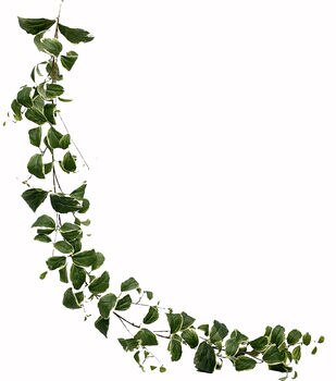 72 Spring Asparagus Fern Garland by Bloom Room