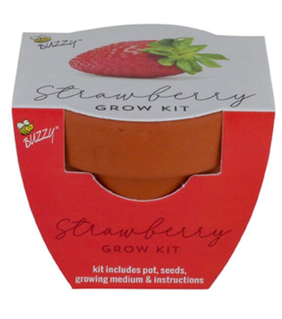 Buzzy Spring Strawberry Mini Grow Kit in Terracotta Pot