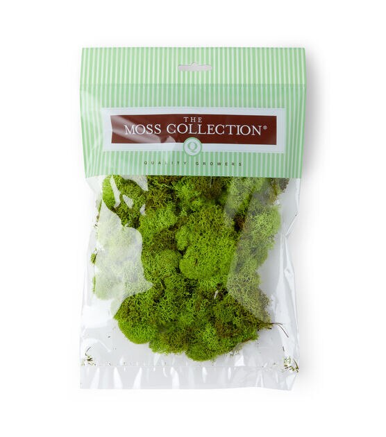 Preserved Reindeer Moss 4oz (Spring Green)