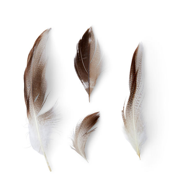Different Angles of the Goose Feathers Collection Stock Image