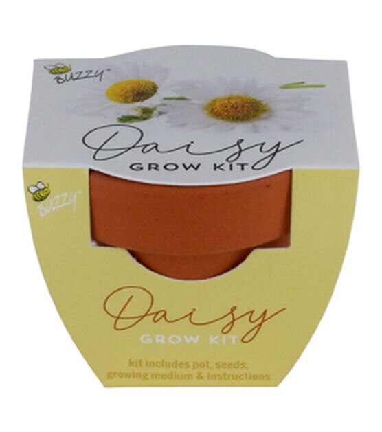 Buzzy Spring Daisy Mini Grow Kit in Terracotta Pot