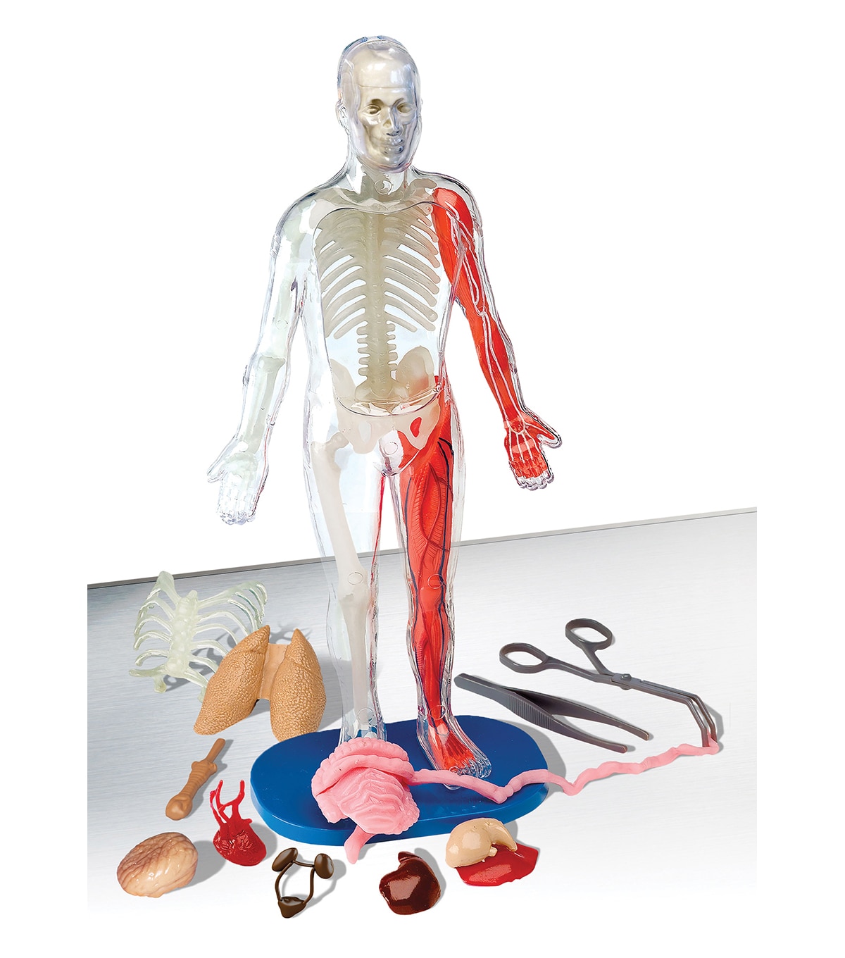 human anatomy toys